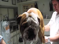 Animal porn tube starring bulldog's huge cock